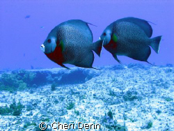 I love the angels.  This was taken in Cozumel, MX. by Cheri Denn 